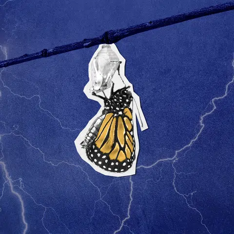 a butterfly hanging onto the chrysalis it just immerged from