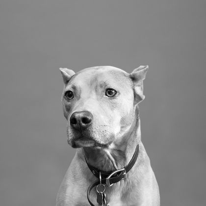 head shot of the office dog Dozer