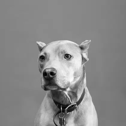 head shot of the office dog Dozer